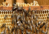 两箱蜂合并有哪十种多久？