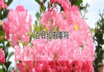 百日红有毒吗？