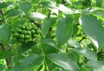 黄柏是什么样子的植物