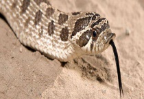 猪鼻蛇为什么不咬人？有毒性吗？