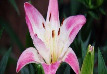 亚洲百合一年开几次花