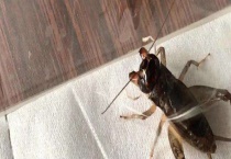 蛐蛐是如何过冬的 附蛐蛐有哪些天敌