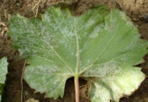 葡萄叶子有白斑怎么办？