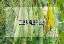 芸豆和扁豆的区别？
