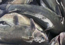 清江鱼与鲶鱼是同一种鱼吗 附其外形特点