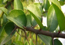 蒙古栎果实可以吃吗？