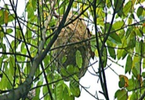 马蜂窝摘除的最佳时间 附摘除多久？