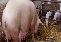 母猪配种佳时间 附发情周期特征