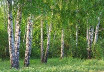 桦树和杨树的区别？