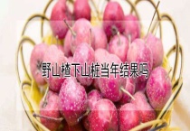 野山楂下山桩当年结果吗？