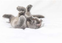 怎样挑选蓝猫幼崽