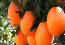 秭归伦晚脐橙介绍