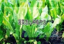 菠菜怎么种植多久？