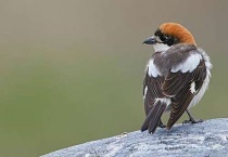 为什么人喜欢养伯劳鸟