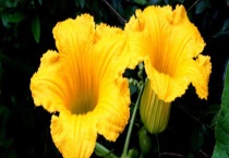 南瓜花蕊有毒吗？