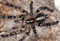 什么是上户蜘蛛