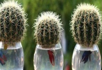 仙人球水培养殖方法 附养殖技术