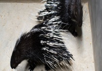 现在养殖豪猪有销路吗？养豪猪有什么优势