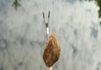 搓饵钓鱼一般多久提竿？详细介绍