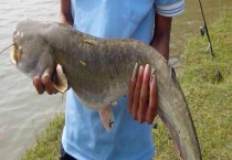 钓鲶鱼用什么打窝？附钓位选择和饵料配制