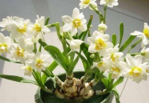 水仙烂根发臭怎么救治