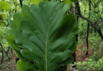 伯乐叶是什么树叶