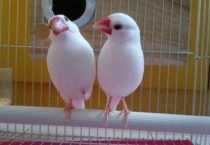 文鸟和珍珠鸟区别？