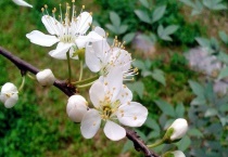 几月的梨花和几月的海棠花