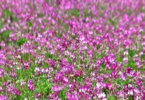 粉源植物 常见的有哪些？