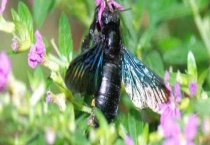 木蜂 附详细介绍