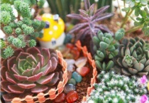 多肉像发霉了长白毛怎么回事