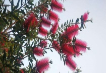 开红花的树有哪些？