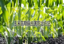 玉米苗期病虫害防治多久？