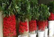 富贵子果实落了怎么办？