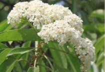 石楠花为什么很臭