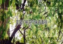 盆架子树花气味有毒吗？