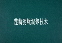 莲藕泥鳅混养技术