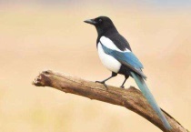 喜鹊幼鸟吃什么食物