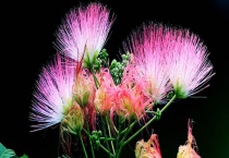 合欢花和含羞草的区别？ 附合欢花及含羞草