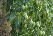 嫁接核桃一般几年会结果 附核桃的价值