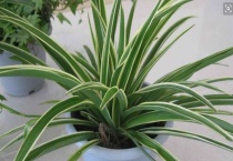 家里适合养什么花好