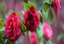 衡阳、永州、常德的市树和市花分别是什么？