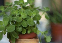 碰碰香怎么浇水