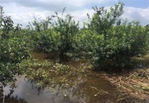 台风天气果园管理要点是什么？