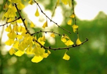 高档小区为何要种银杏树