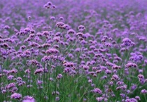 马鞭草长什么样