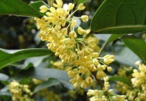 木樨和桂花一样吗？