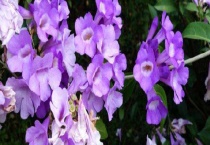 蒜香藤有毒吗有毒吗？