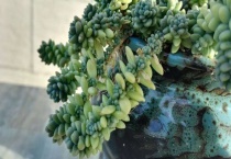 姬星美人怎么扦插