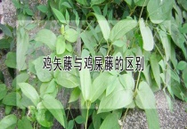 鸡矢藤与鸡屎藤的区别？